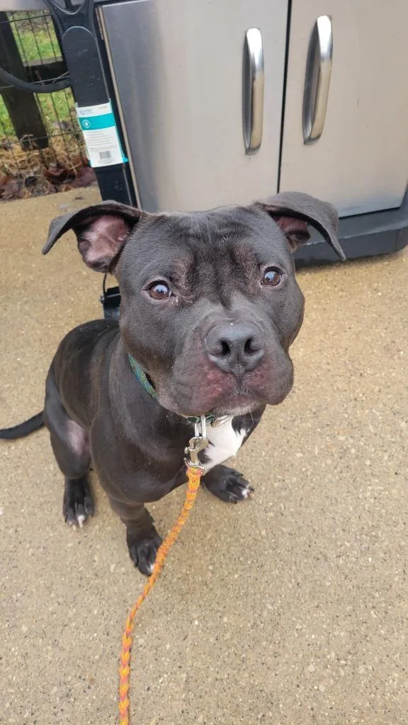 An adult large-sized male Mixed Breed dog named Maximus for adoption in Fond Du Lac, WI