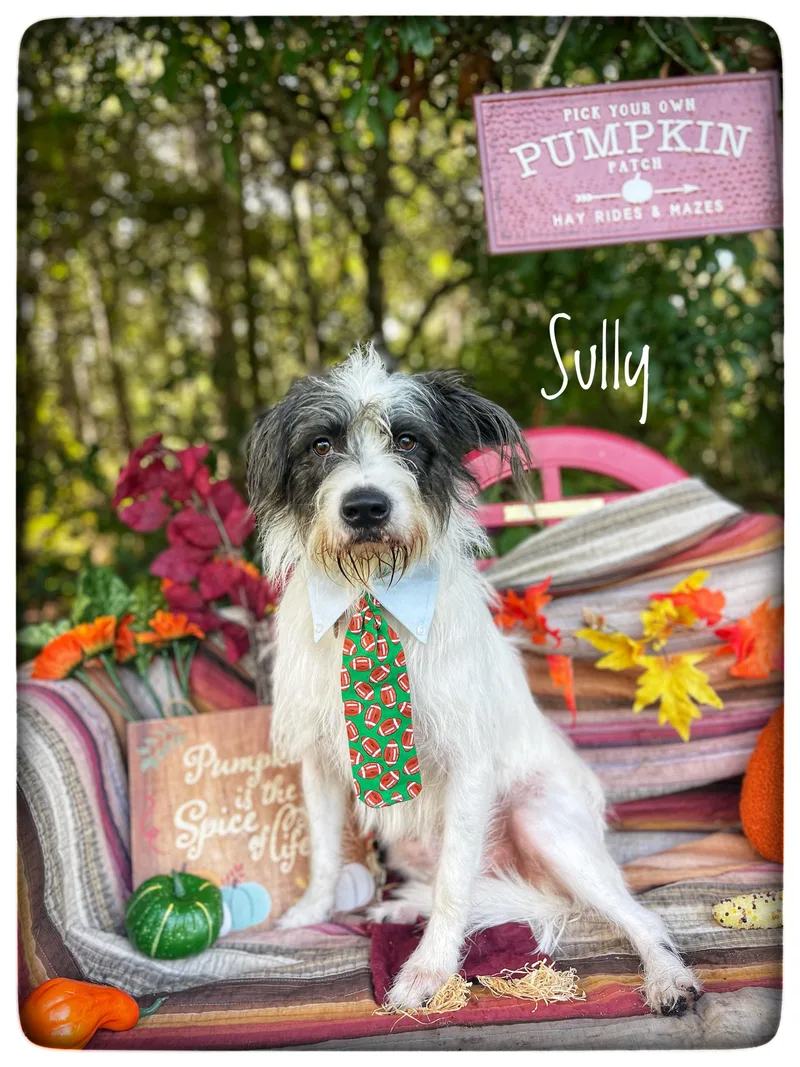 A young medium-sized male Petit Basset Griffon Vendeen dog named Sully for adoption in Sebring, FL