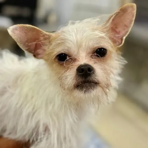 A young small-sized female White / Cream Chihuahua dog named Scribbles for adoption in Columbia, MD