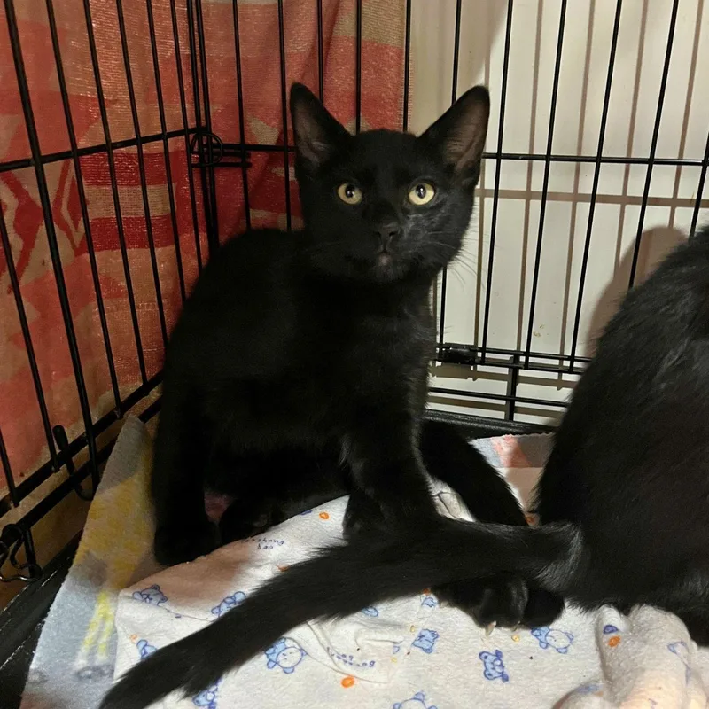 A baby small-sized female Black Domestic Short Hair cat named Nyx for adoption in Salisbury, MA