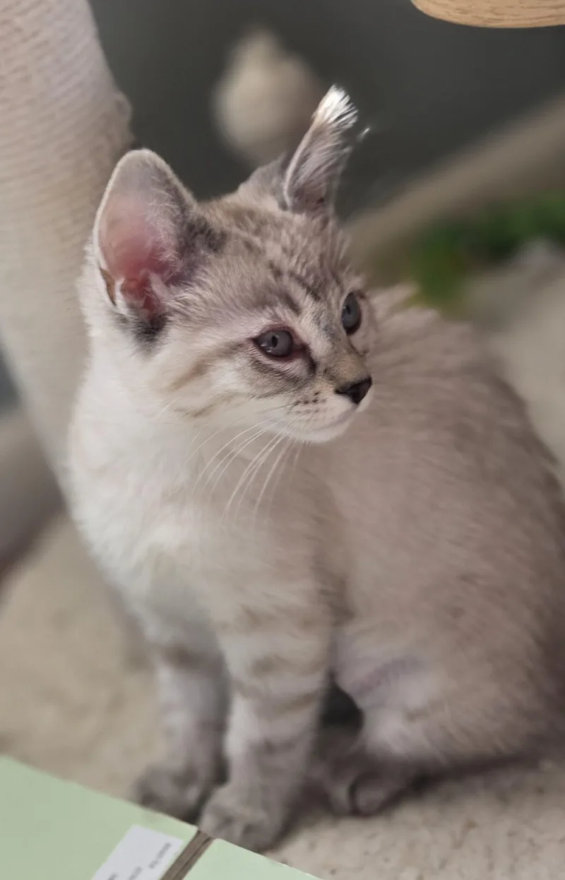 A baby small-sized female Cream Point Domestic Short Hair cat named Fire Fly for adoption in Fishers, IN