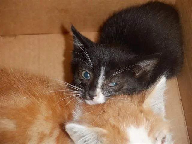 A baby small-sized male Domestic Short Hair cat named Mars for adoption in San Jose, CA