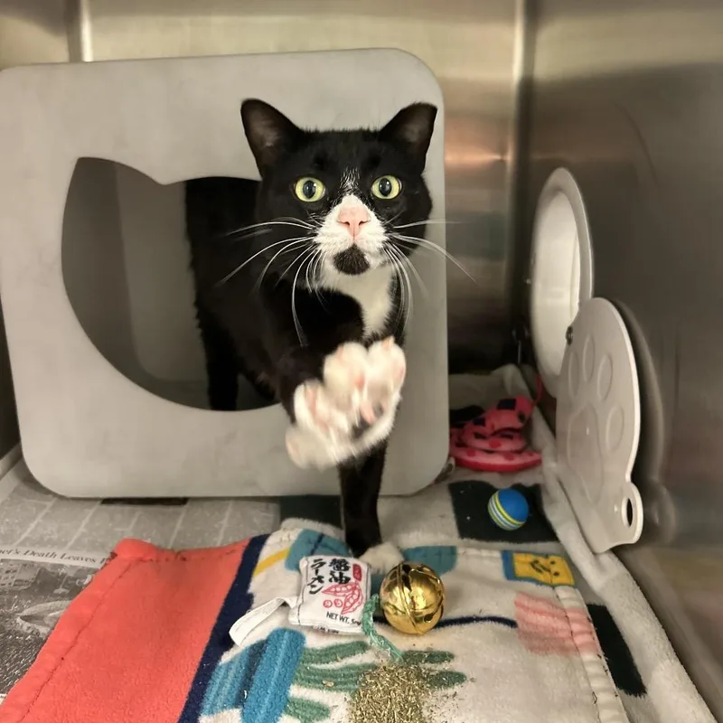 An adult large-sized male Black Domestic Short Hair cat named Eggsy for adoption in Waukesha, WI