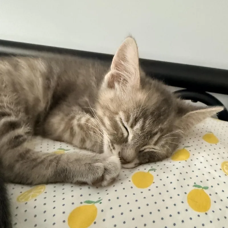 A baby medium-sized female Dilute Tortoiseshell Domestic Short Hair cat named Wilder  Athens  for adoption in Greensboro, GA