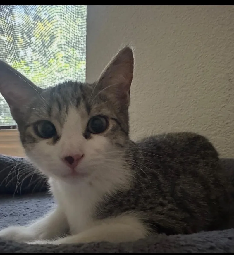 A baby medium-sized female Domestic Short Hair cat named Pumpkin for adoption in San Antonio, TX