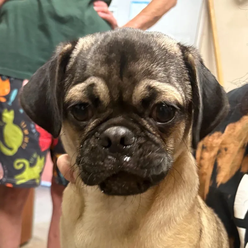A young small-sized male Yellow / Tan / Blond / Fawn Pug dog named Rachmaninoff for adoption in Yuma, AZ