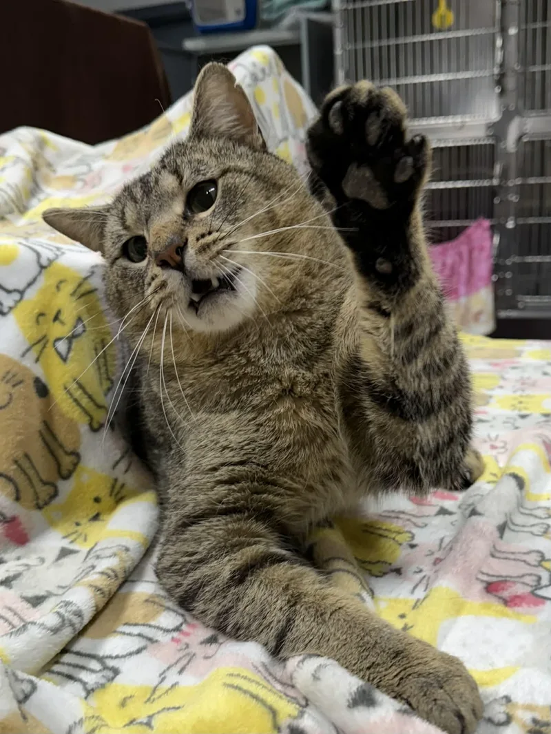 An adult large-sized male Tabby (Brown / Chocolate) Domestic Short Hair cat named Chopsticks for adoption in Martinsville, IN