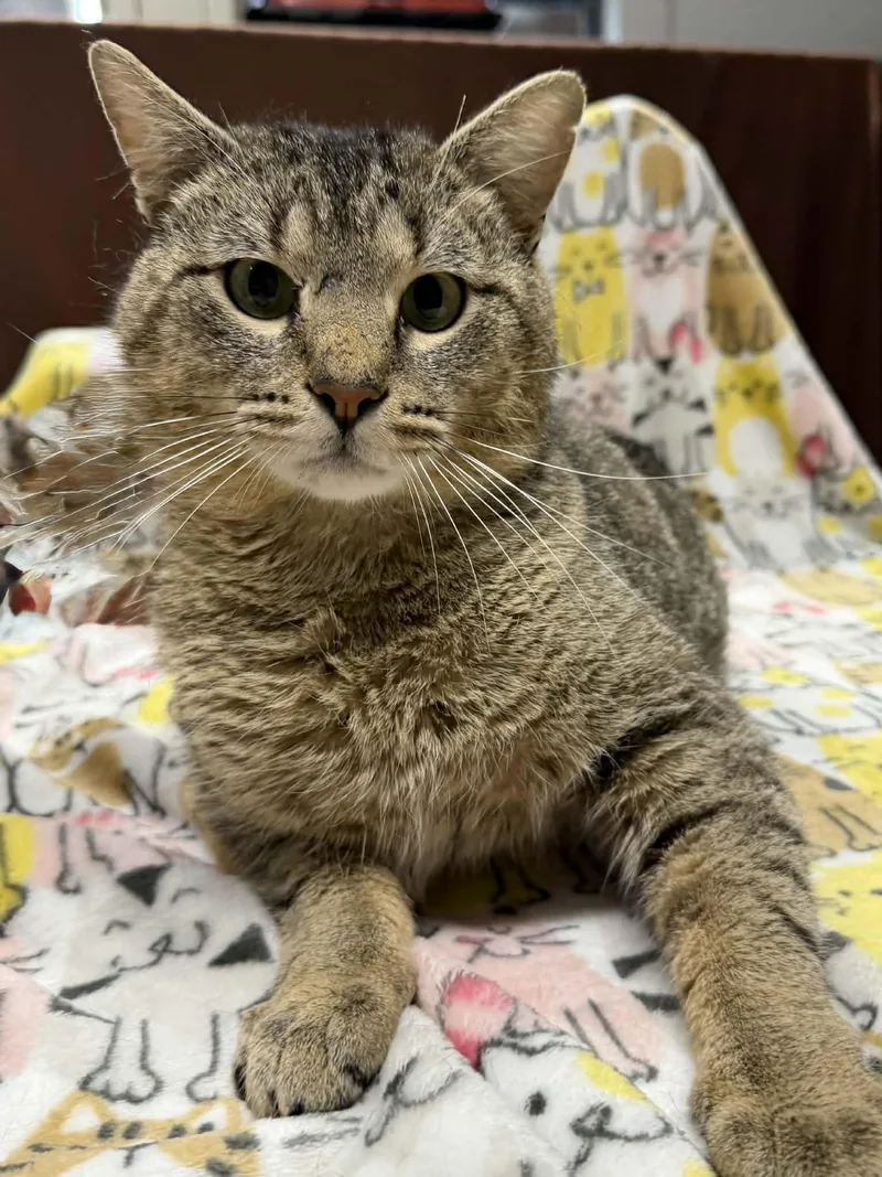 Chopsticks thumbnail 2