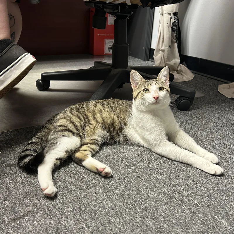 An adult medium-sized male White Domestic Short Hair cat named Joe Joe for adoption in Bellmawr, NJ