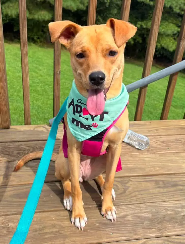 A young medium-sized female Yellow / Tan / Blond / Fawn Hound dog named Rain for adoption in Calera, AL