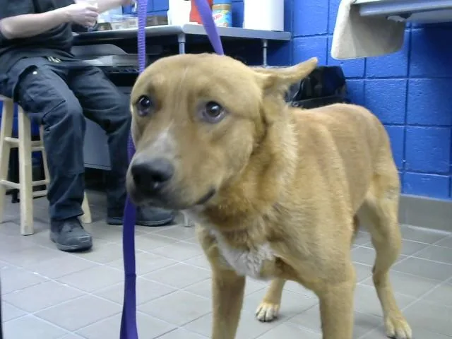 An adult medium-sized male German Shepherd Dog dog named Coco for adoption in Albuquerque, NM