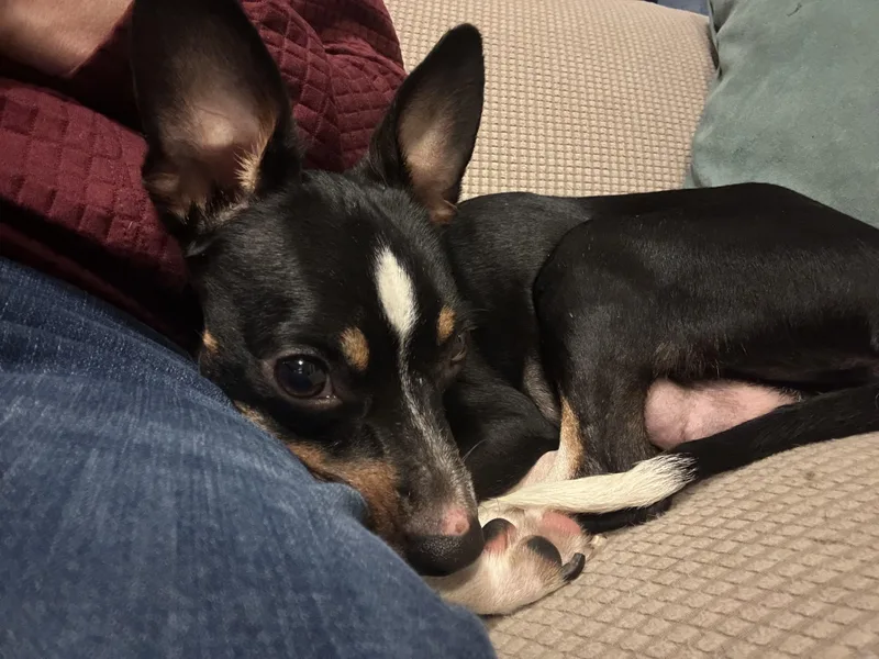An adult small-sized female Mixed Breed dog named Trixie for adoption in Rochester , NY