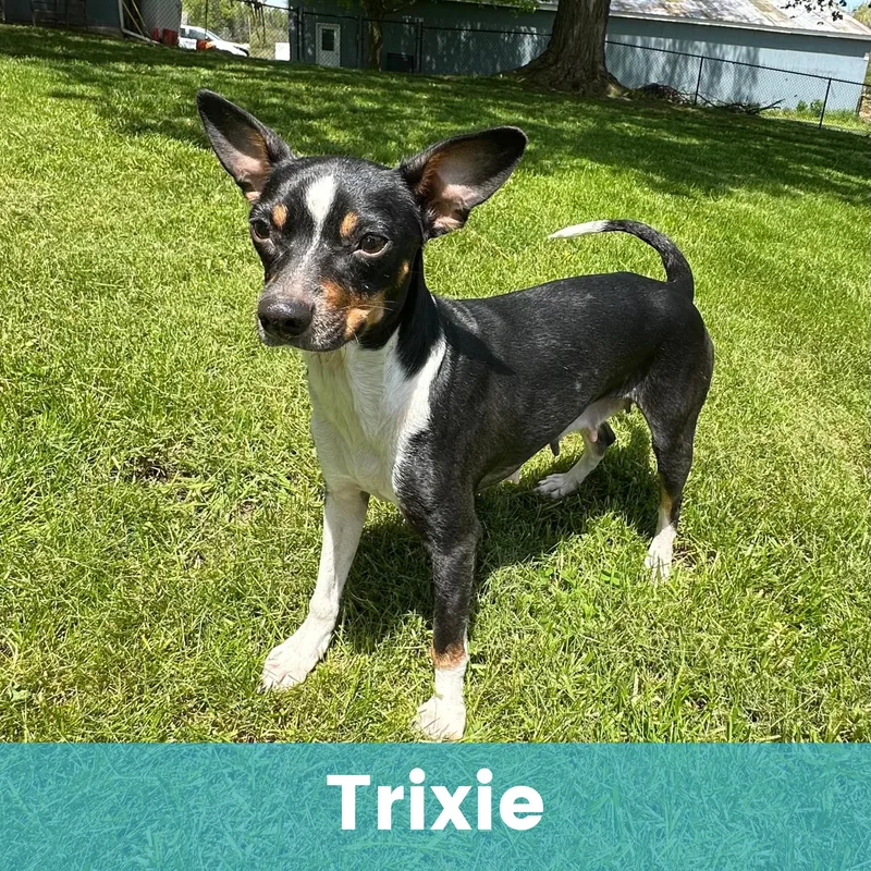 Trixie thumbnail 2