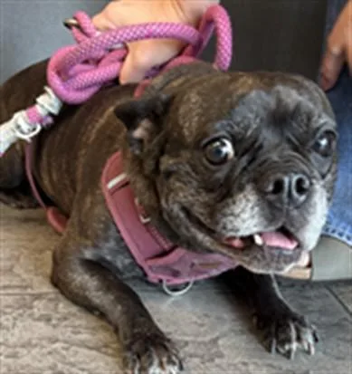 An adult small-sized female French Bulldog dog named Nala for adoption in Los Angeles, CA