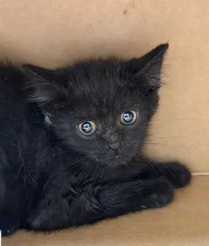 A baby small-sized male Domestic Short Hair cat named Figara for adoption in Westland, MI