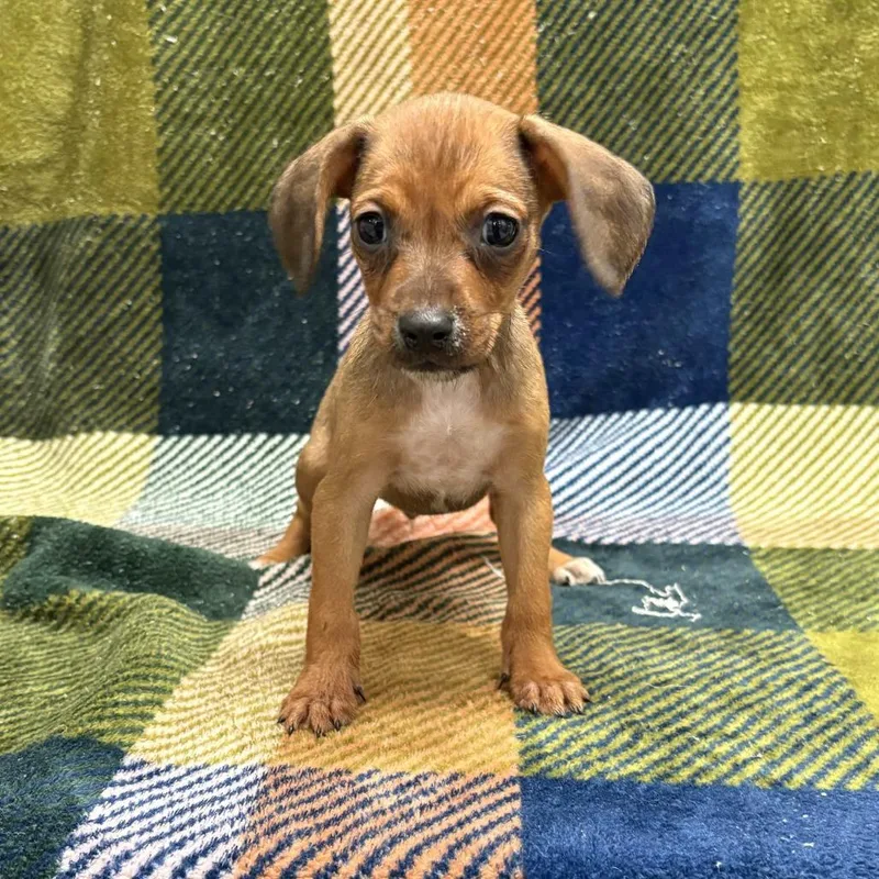 A baby small-sized male Brown / Chocolate Dachshund dog named Theodore for adoption in Beaumont, TX