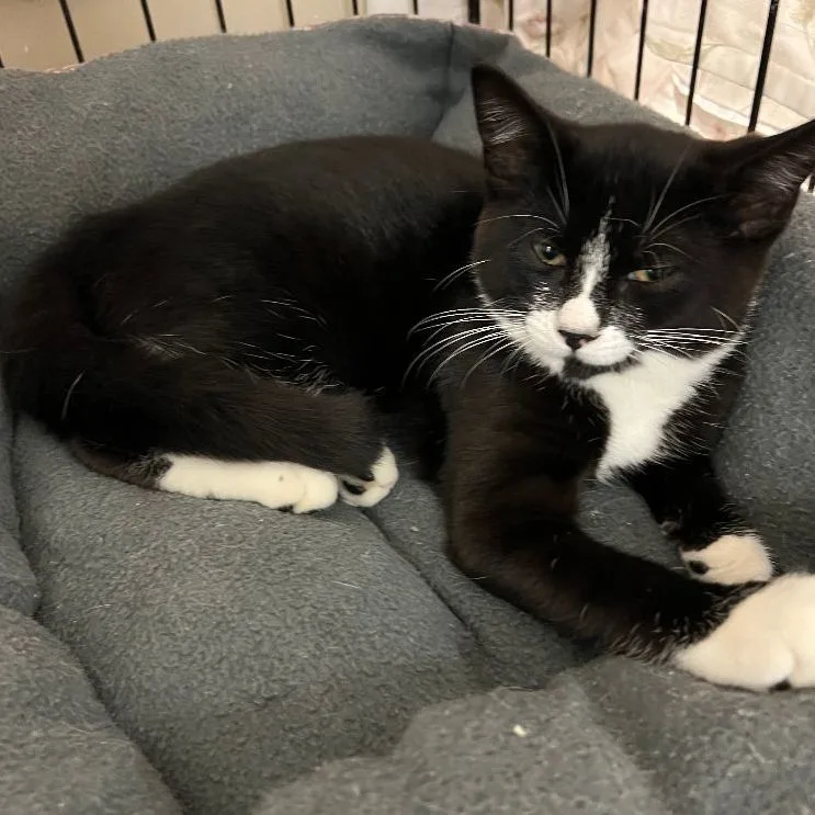 An adult large-sized male Black Domestic Short Hair cat named Pj for adoption in Avon, NY