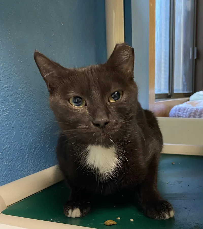 An adult medium-sized male Domestic Short Hair cat named Tuck for adoption in Fargo, ND
