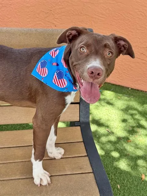 A young medium-sized female Pointer dog named Julie for adoption in Fort Myers, FL