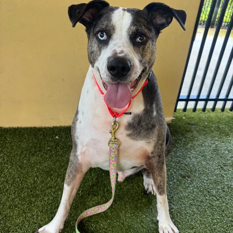 An adult extra large-sized male Gray / Blue / Silver Catahoula Leopard Dog dog named Smokey for adoption in West Palm Beach, FL