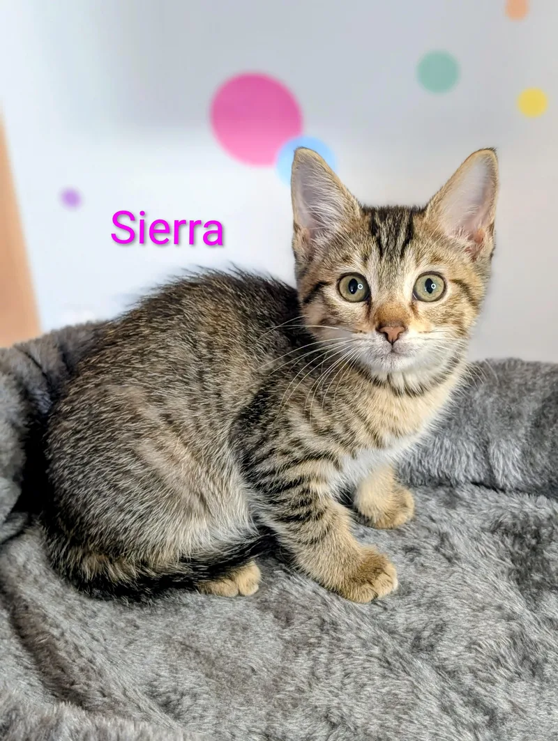 A baby medium-sized female Tabby (Brown / Chocolate) Domestic Short Hair cat named Sierra for adoption in Murfreesboro, TN