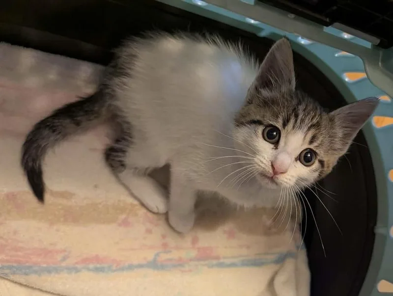 A baby small-sized female Gray & White Domestic Short Hair cat named Dottie for adoption in WARNER ROBINS, GA