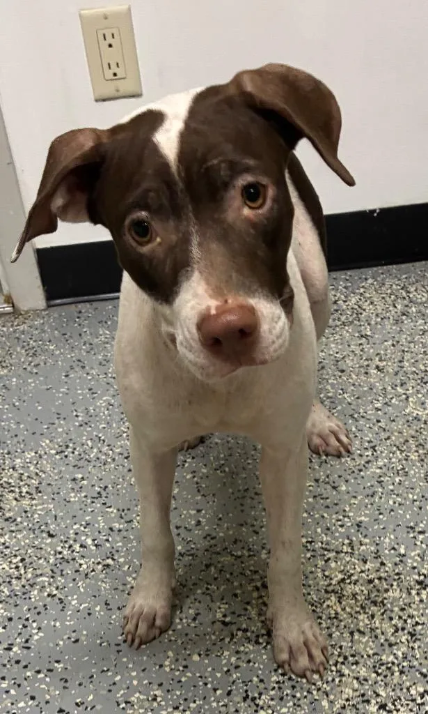 A baby medium-sized female Staffordshire Bull Terrier dog named Moana for adoption in Seven Points, TX