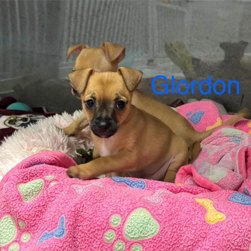 A baby small-sized male Brown / Chocolate Chihuahua dog named Glordon for adoption in Wellington, FL