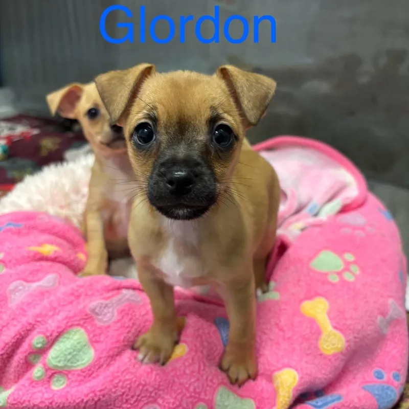 Glordon thumbnail 2