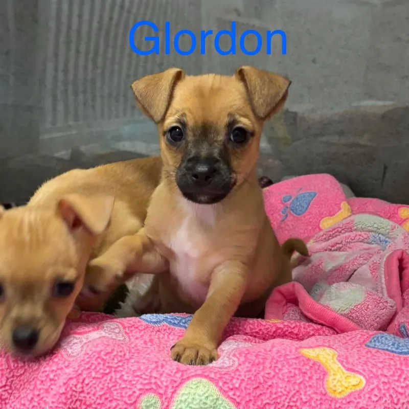 Glordon thumbnail 3