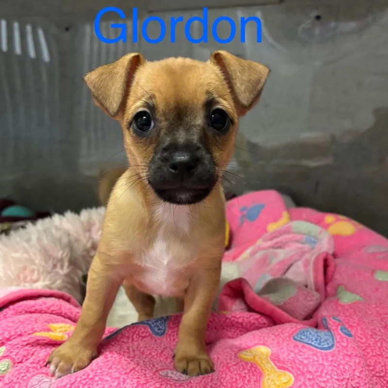 Glordon thumbnail 4
