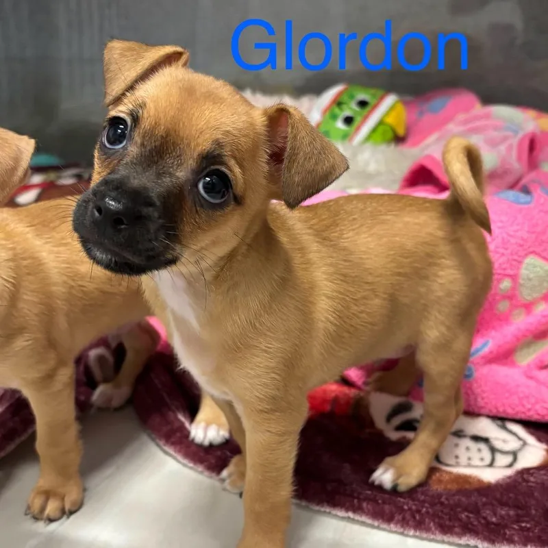 Glordon thumbnail 6
