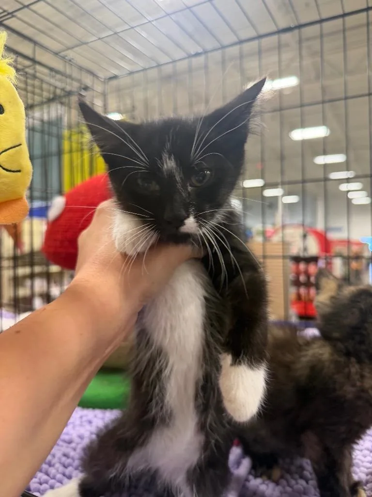 A baby large-sized male Domestic Short Hair cat named Oreo for adoption in warrenville, SC