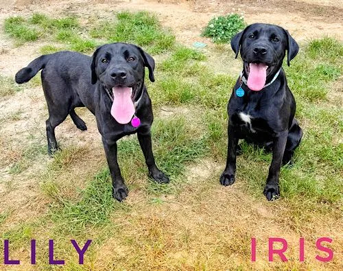 A young medium-sized female Black Labrador Retriever dog named Iris for adoption in Killingworth, CT