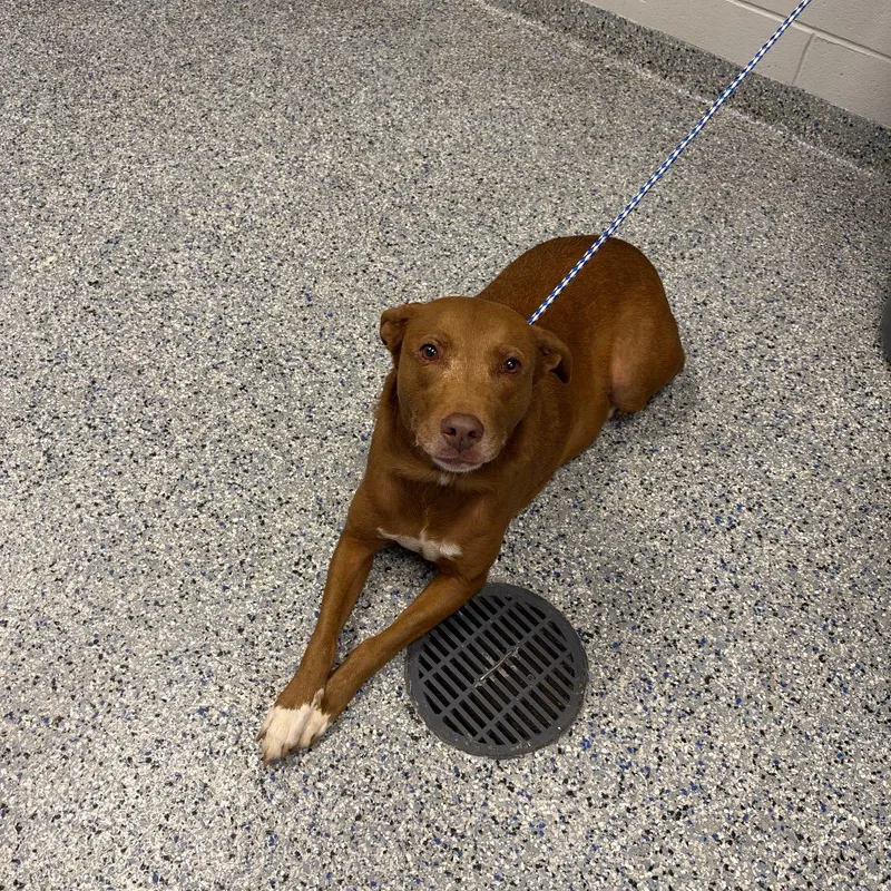 An adult large-sized female Black Mixed Breed dog named Ressie Cup for adoption in Greenville, SC