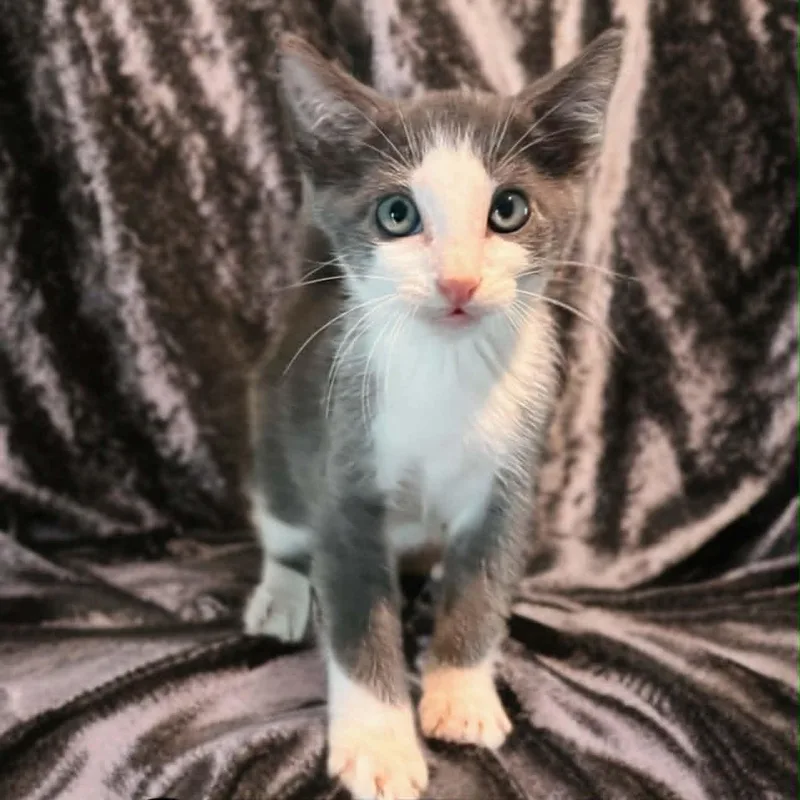 A baby medium-sized male Gray & White Russian Blue cat named Steely for adoption in Madisonville, TX