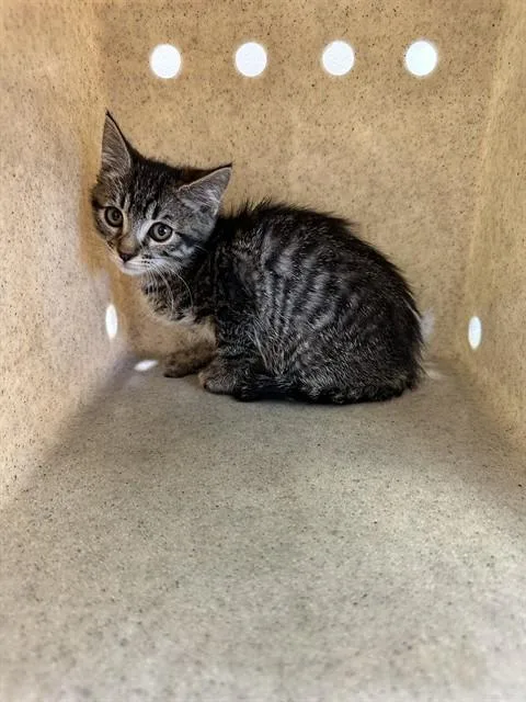 A baby small-sized female Domestic Short Hair cat named Kim for adoption in Lancaster, CA