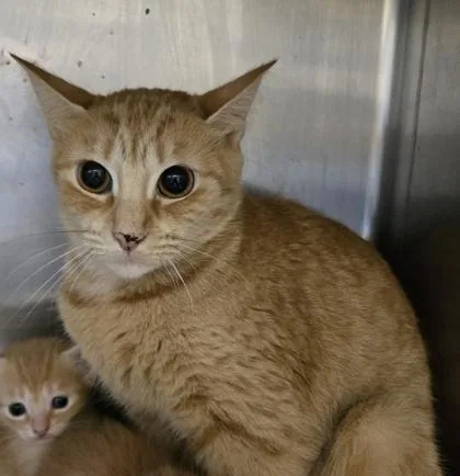 An adult small-sized female Domestic Short Hair cat named Ember for adoption in Gainesville, FL