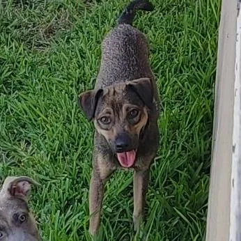 A young small-sized male Black Terrier dog named Milo for adoption in Seguin, TX