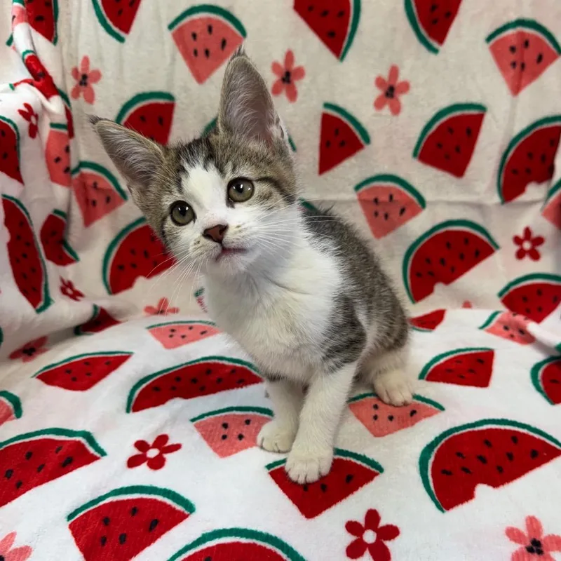 A baby small-sized female Brown / Chocolate Domestic Short Hair cat named Tinker for adoption in Kittanning, PA