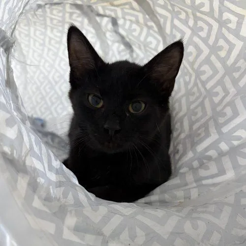 A baby small-sized male Domestic Short Hair cat named Henderson for adoption in Knoxville, TN