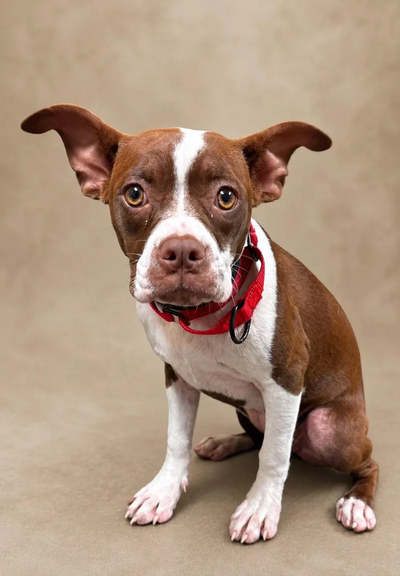 A young small-sized female Brown / Chocolate Boston Terrier dog named Dumpling COMING SOON for adoption in Nashville, TN