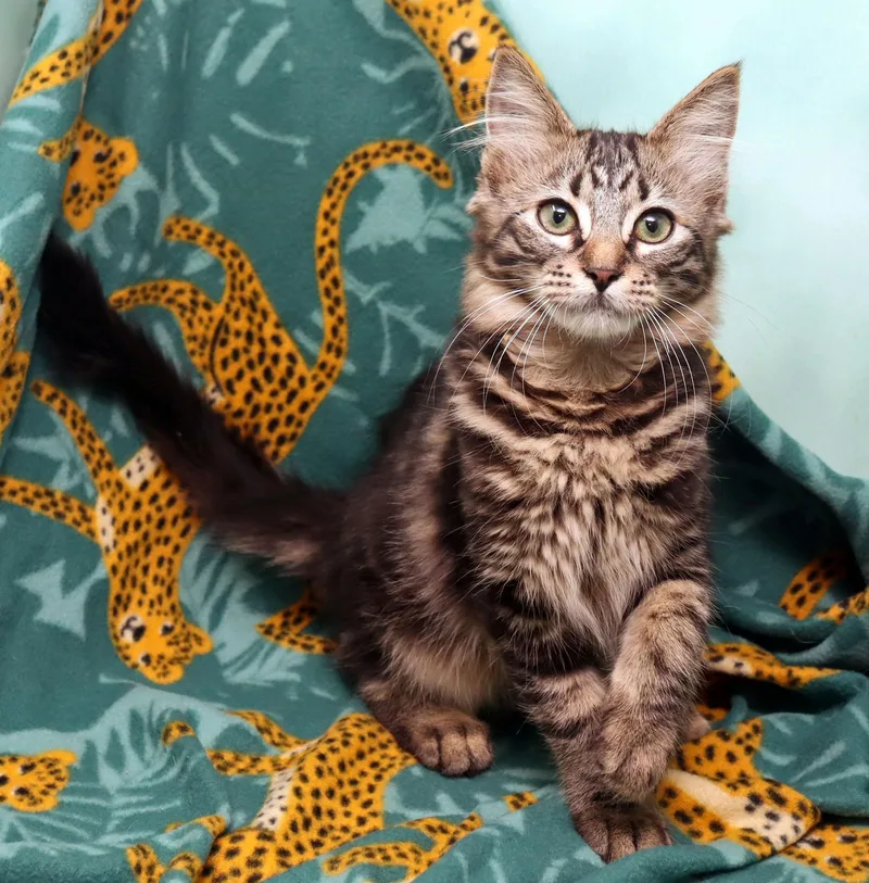 A baby medium-sized male Tabby (Brown / Chocolate) Domestic Medium Hair cat named Expresso for adoption in Tierra Verde, FL