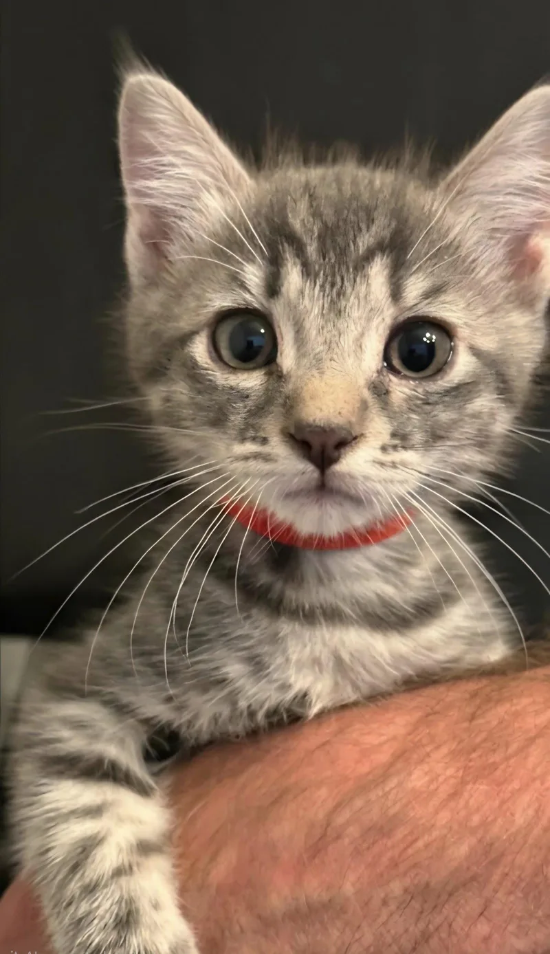 A baby medium-sized male Domestic Short Hair cat named Hayden for adoption in Campbell, CA
