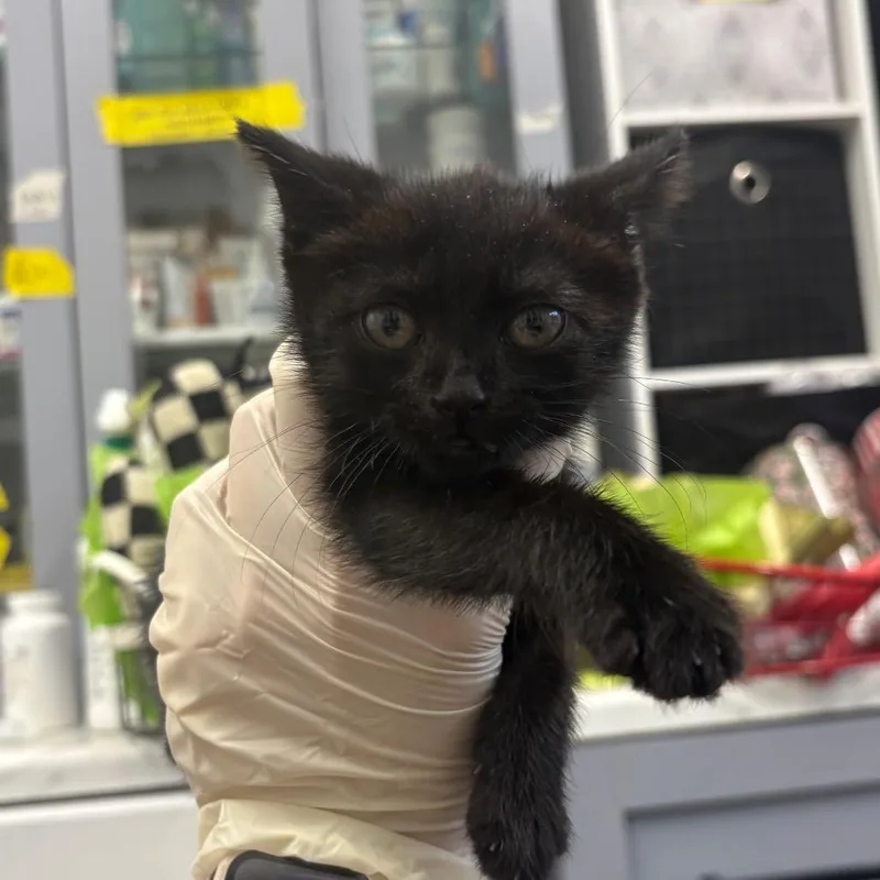 A baby small-sized female Black Domestic Short Hair cat named Marceline for adoption in Tampa, FL