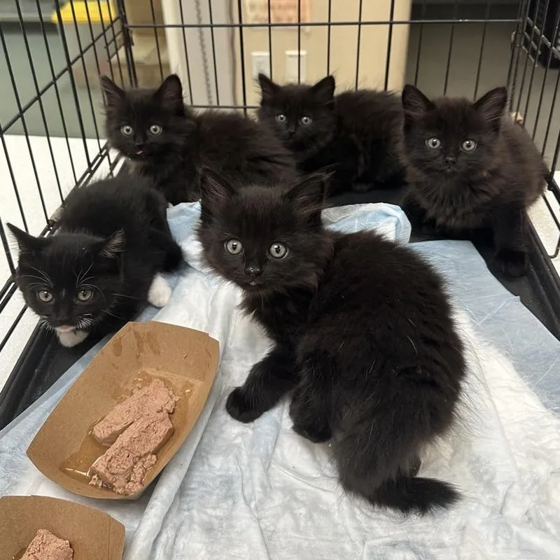 A baby small-sized female Black Domestic Long Hair cat named Blanche for adoption in Westminster, CA