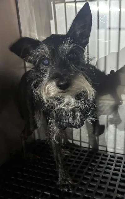 An adult small-sized female Mixed Breed dog named Carla D. for adoption in Dallas, TX