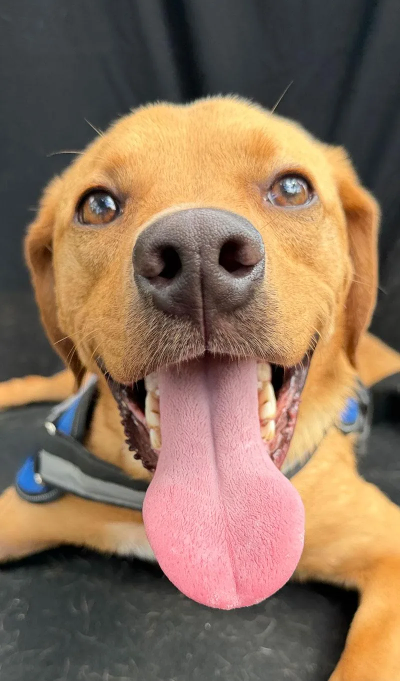 A young medium-sized male Golden Vizsla dog named Ralphie for adoption in Horseshoe Bend, AR