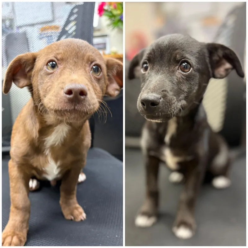 A baby medium-sized male Brown / Chocolate Pit Bull Terrier dog named Mario And Luigi for adoption in Browns Mills, NJ