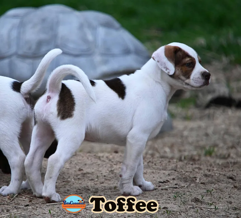 A baby medium-sized female Brown / Chocolate English Pointer dog named Toffee for adoption in South Bend, IN
